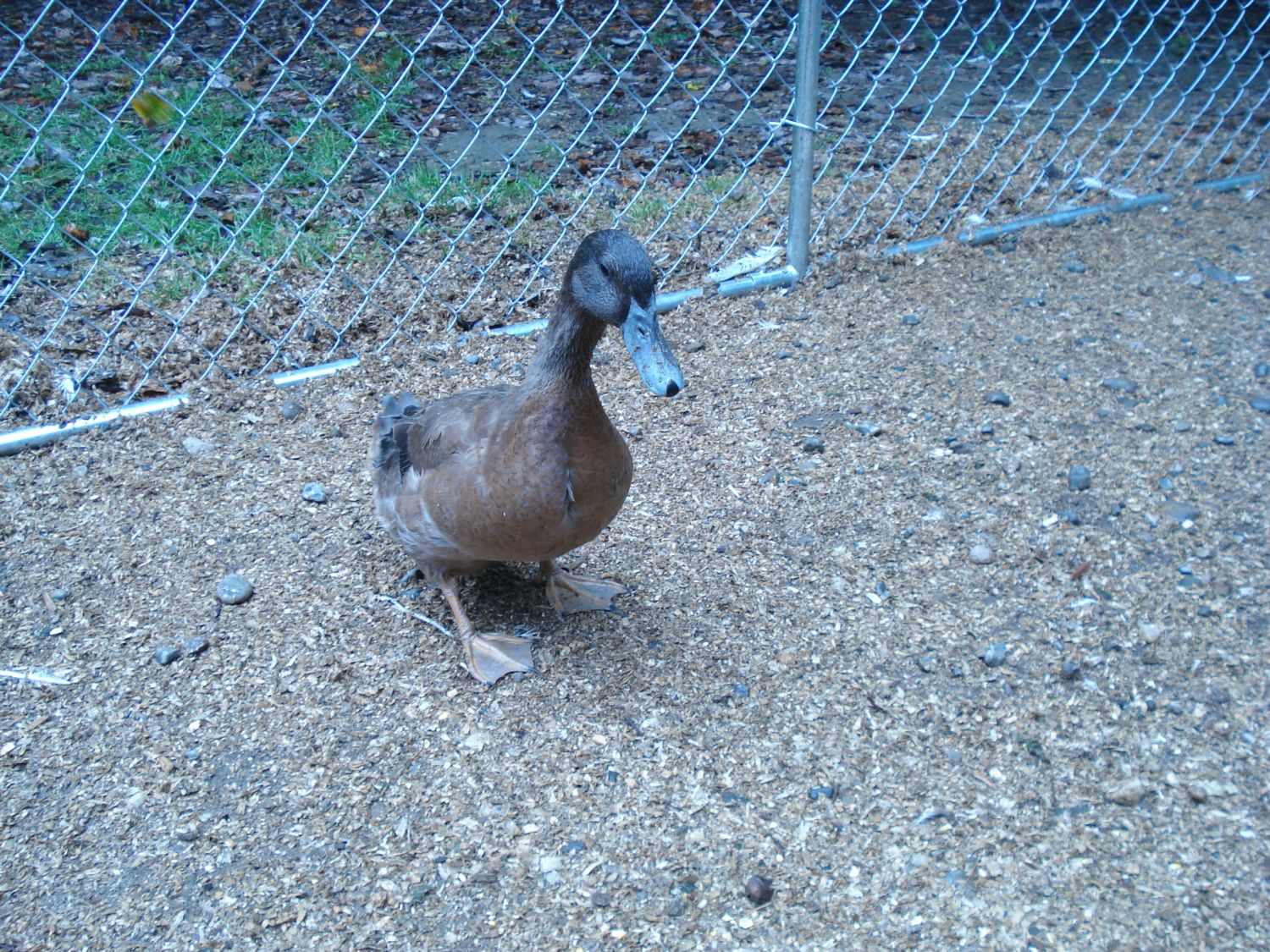 Blind duck (not to be confused with a duck blind)