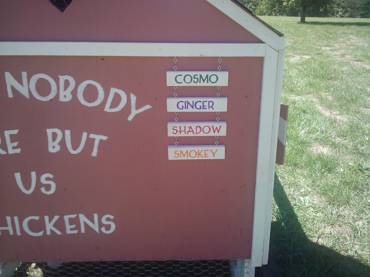 All the chickens names listed: Cosmo, Ginger, Shadow and Smokey