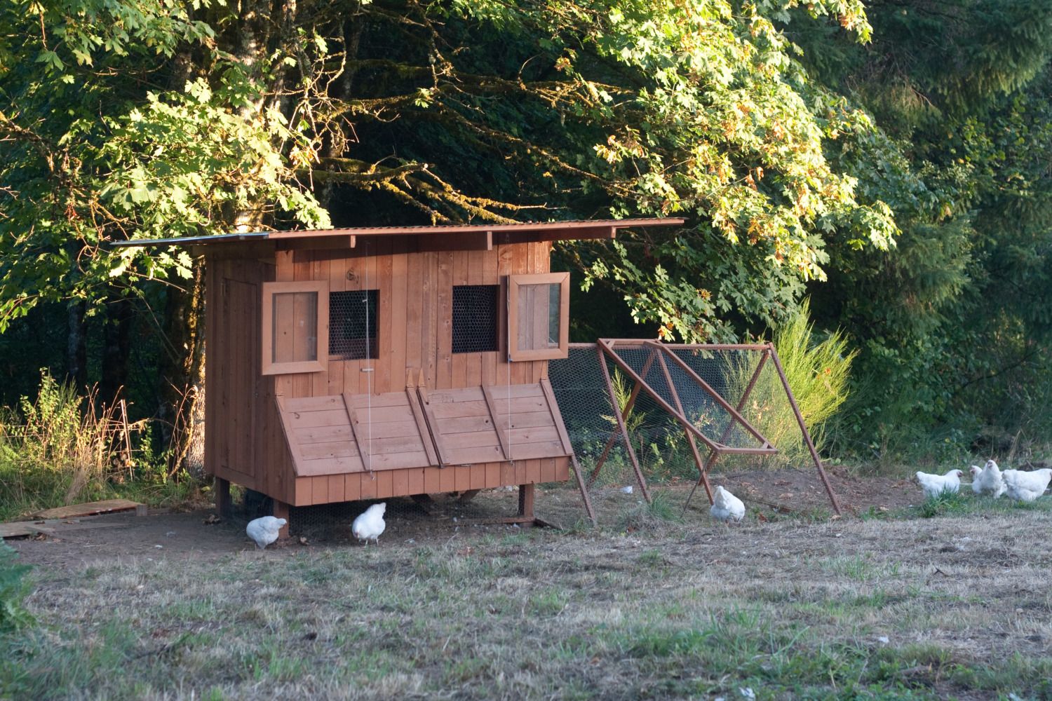 Overly Attached Chicken Coop - BackYard Chickens Community