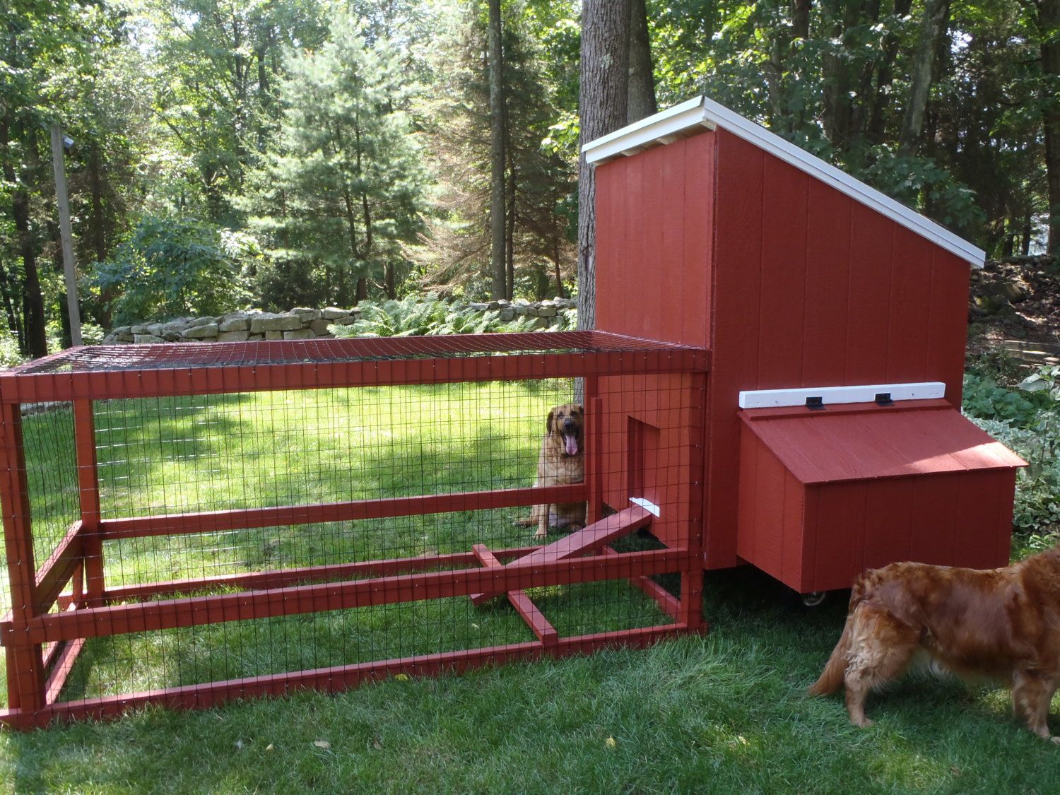 Medium &amp; Homemade coop