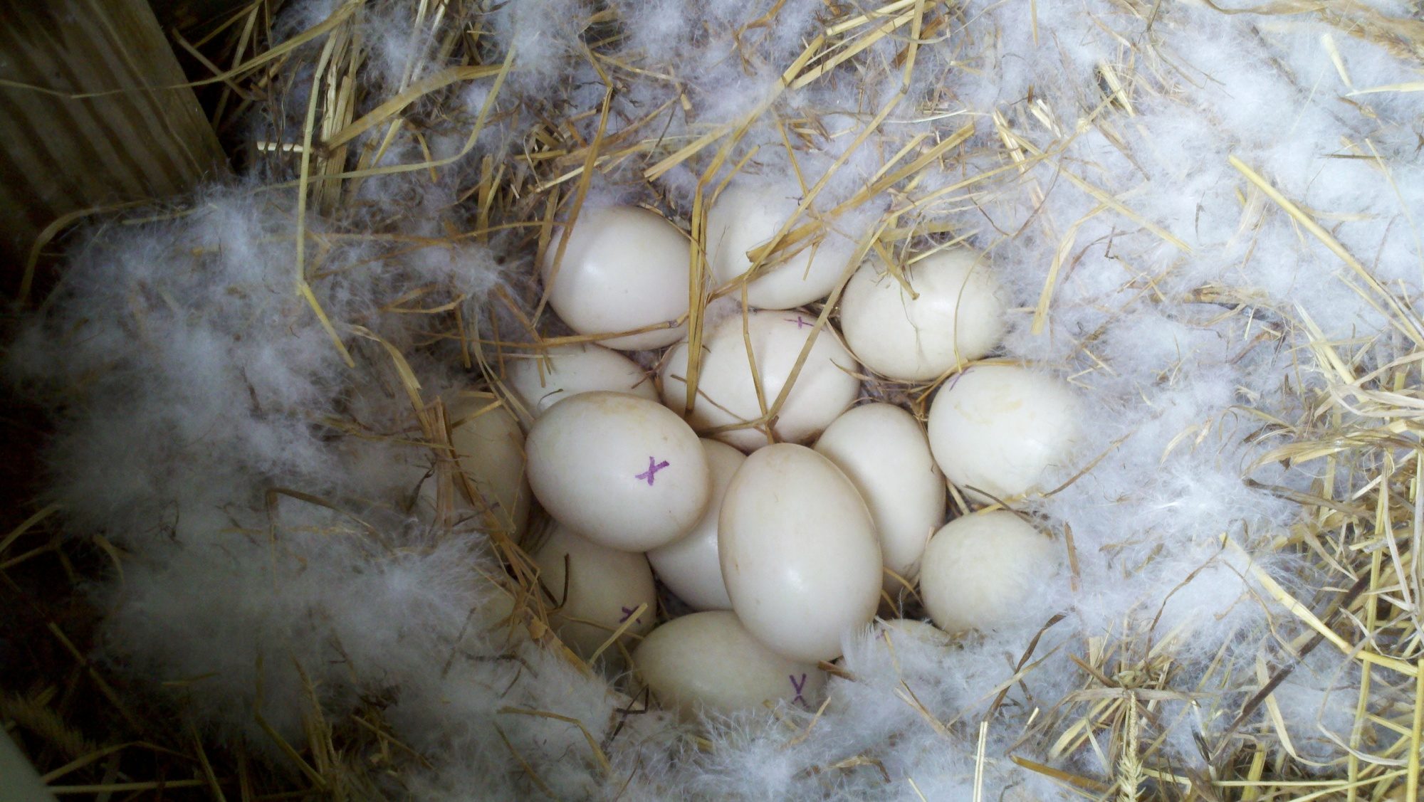 what color are muscovy and mallard eggs?
