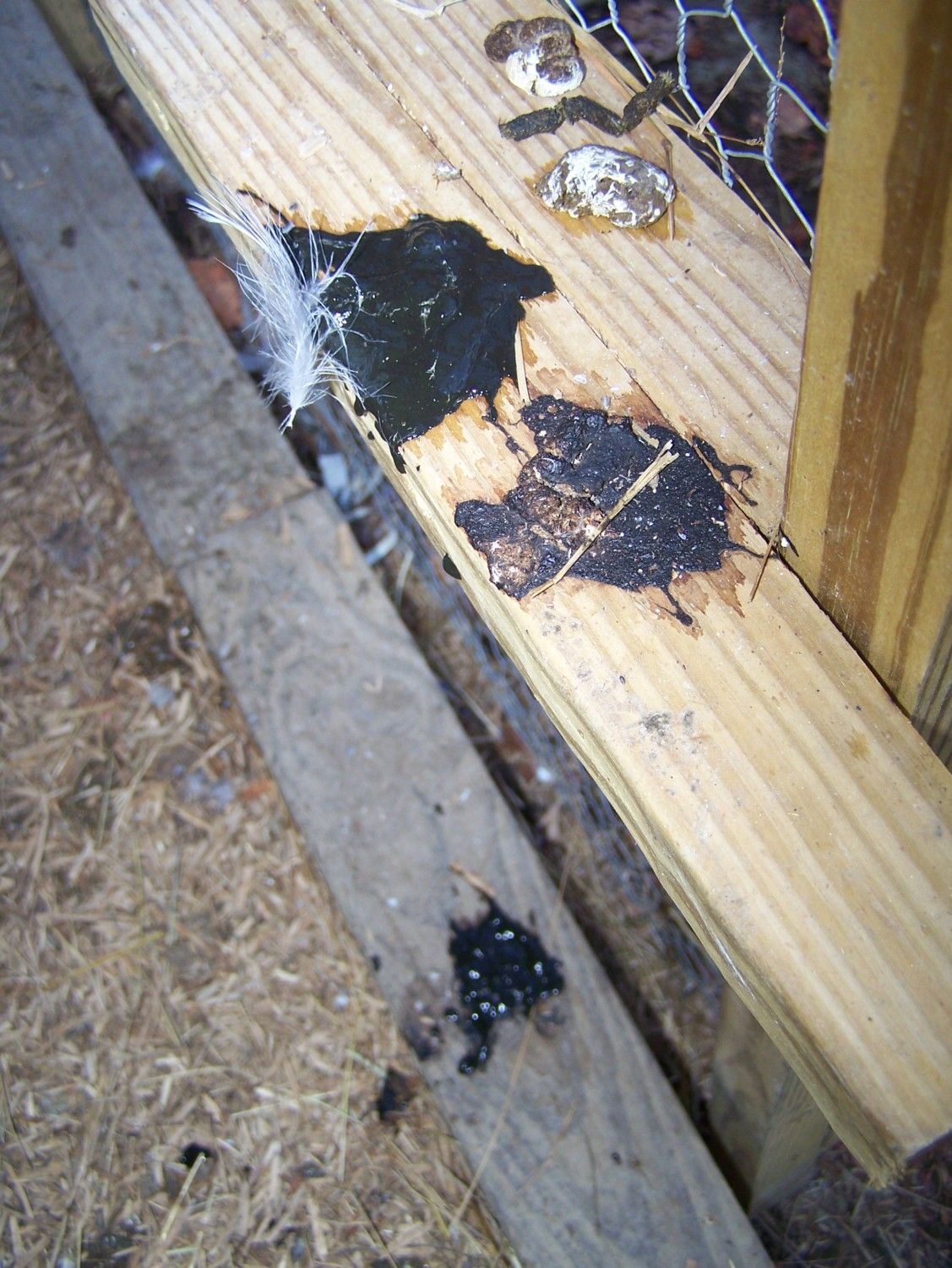 Help please :( Pullet w/ black tarry stool. Can't find answers.