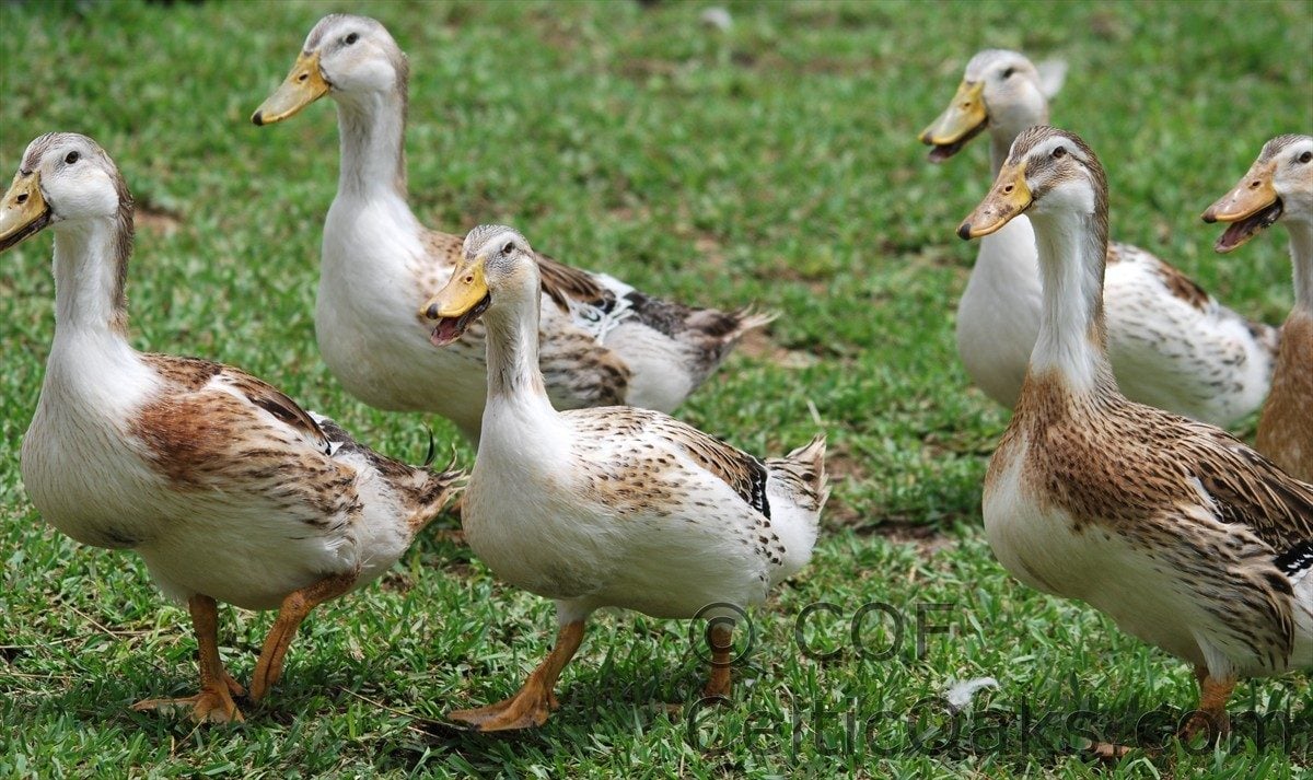 4 SALE: Silver Appleyard Hatching Eggs