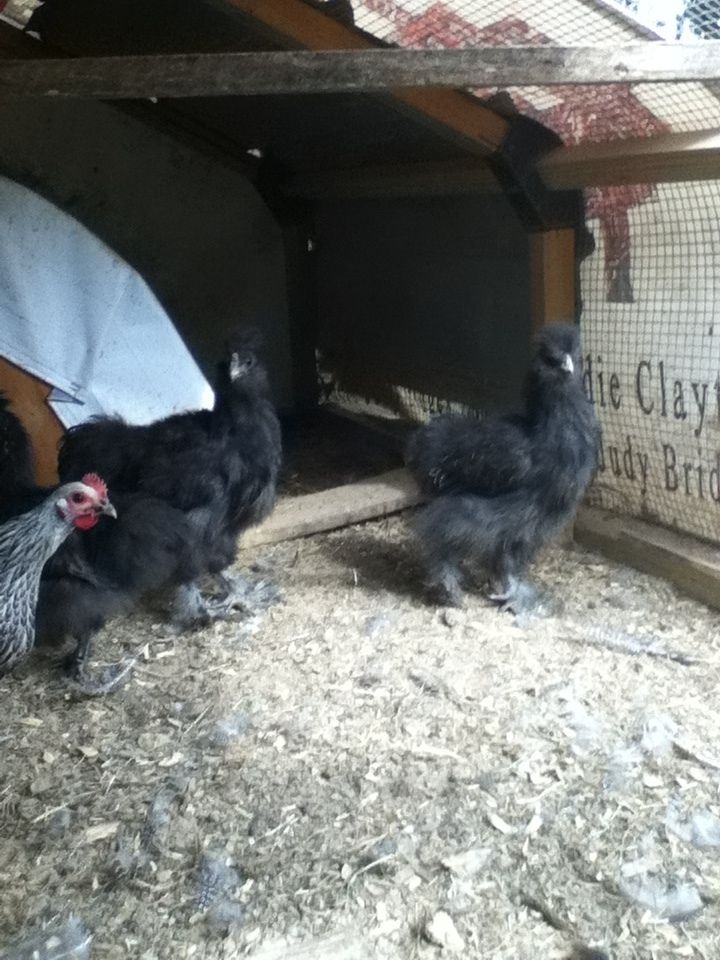 Bearded blue roo and pullet