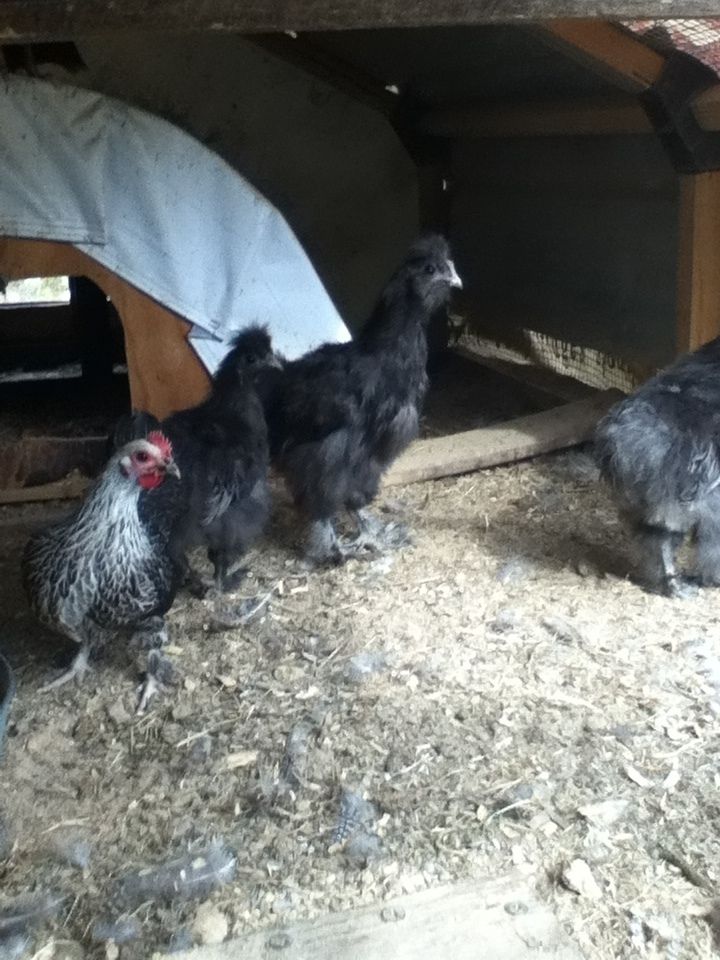 Blue roo and pullet and a suppose to be cochin, which isn't