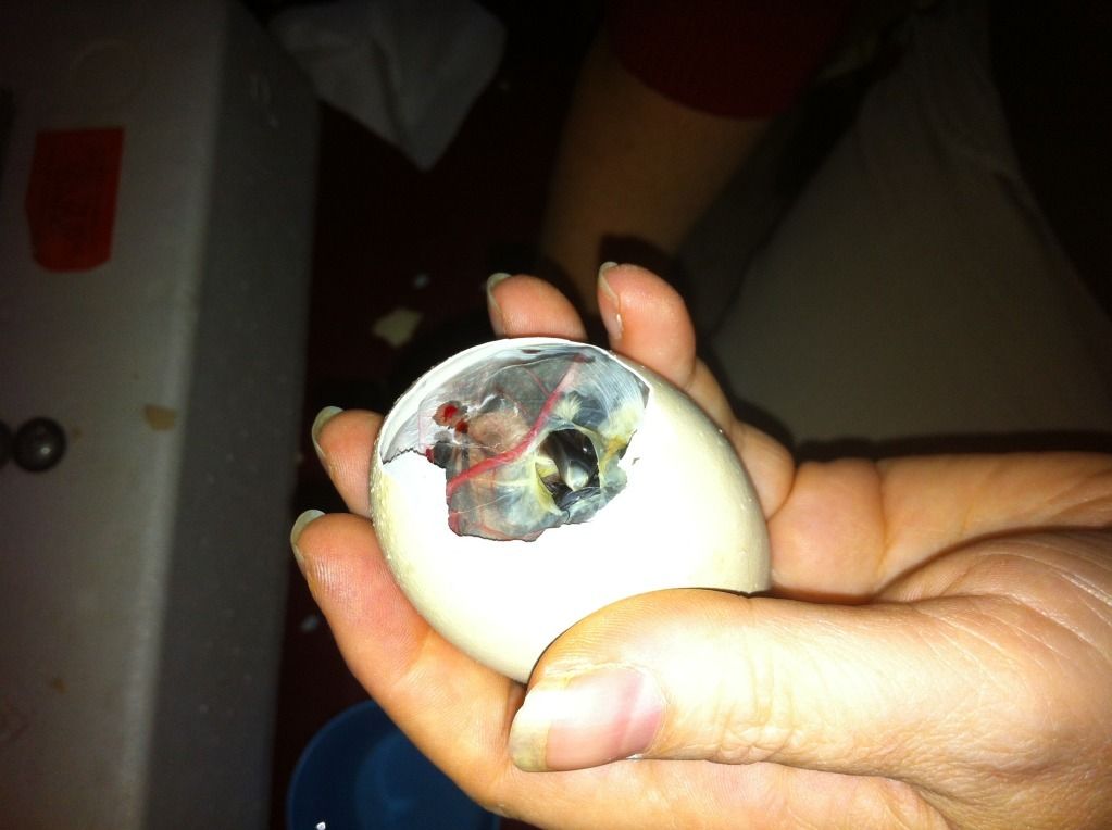 Anyone going to have eggs hatch in novemeber? - Page 32