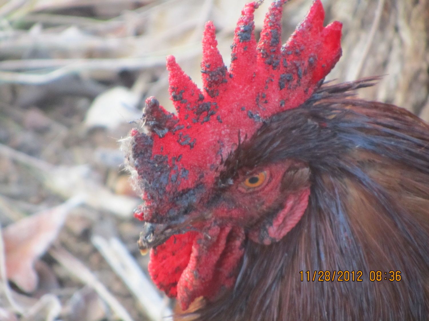 Is it safe to eat a chicken with fowl pox.