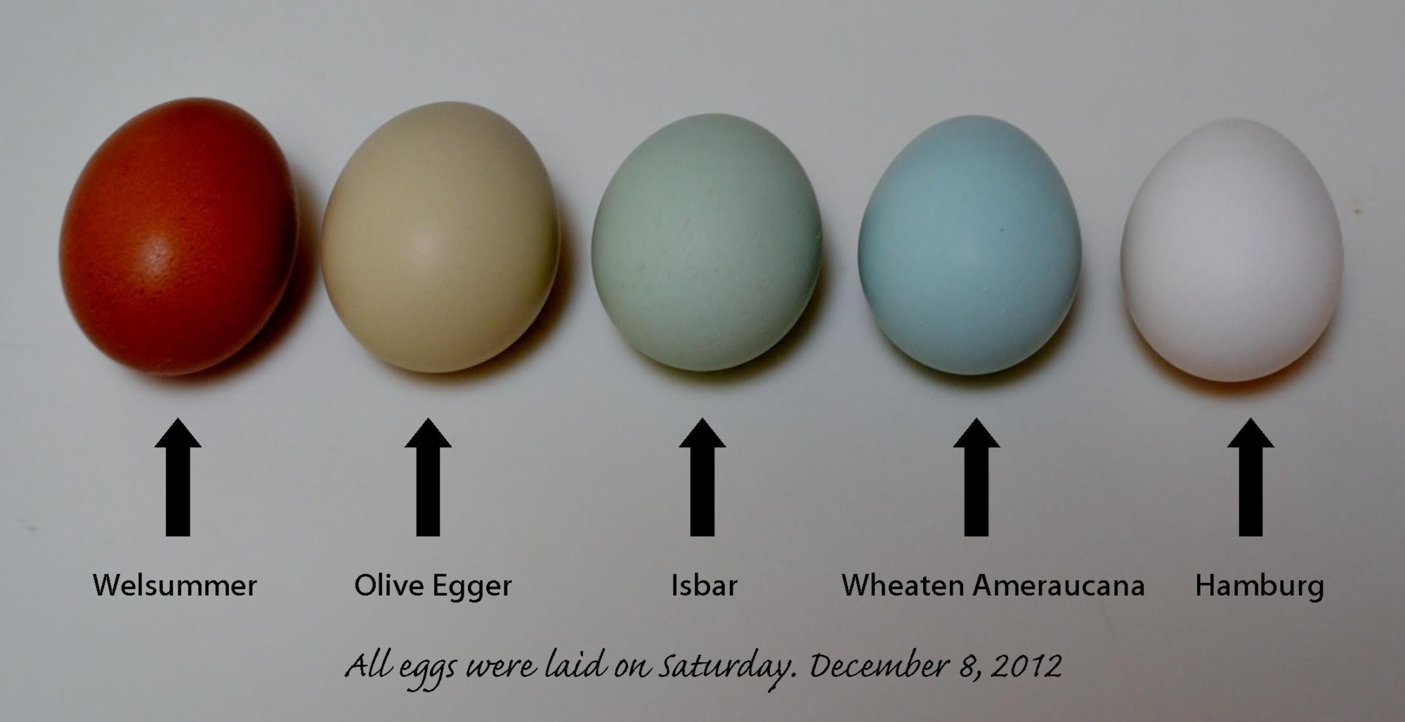 Olive Egger Chart