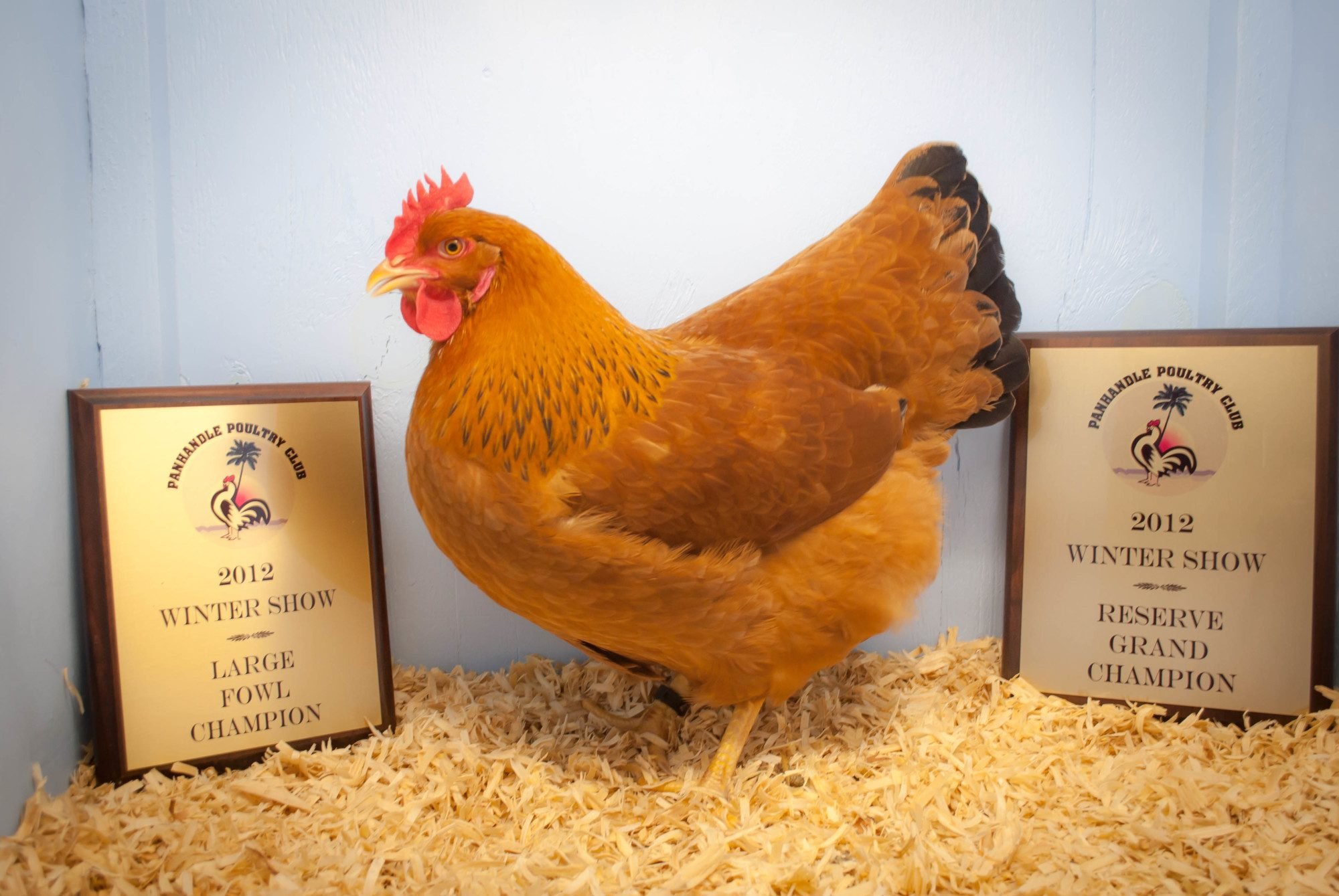 Hampshire or Rhode Island Red? or?