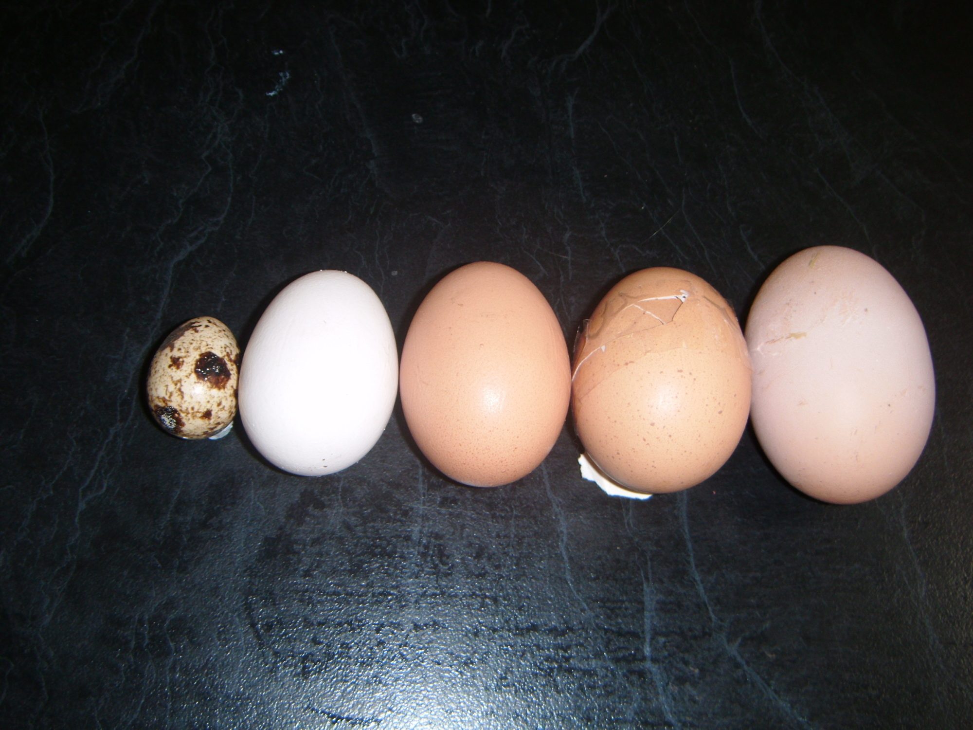 *BIGGEST* and *SMALLEST* eggs.