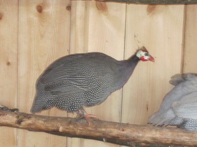 When Do Guineas Hens Mature 81