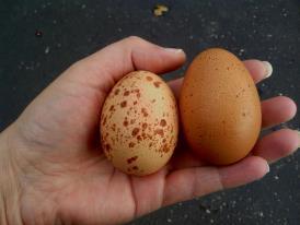 Welsummer eggs