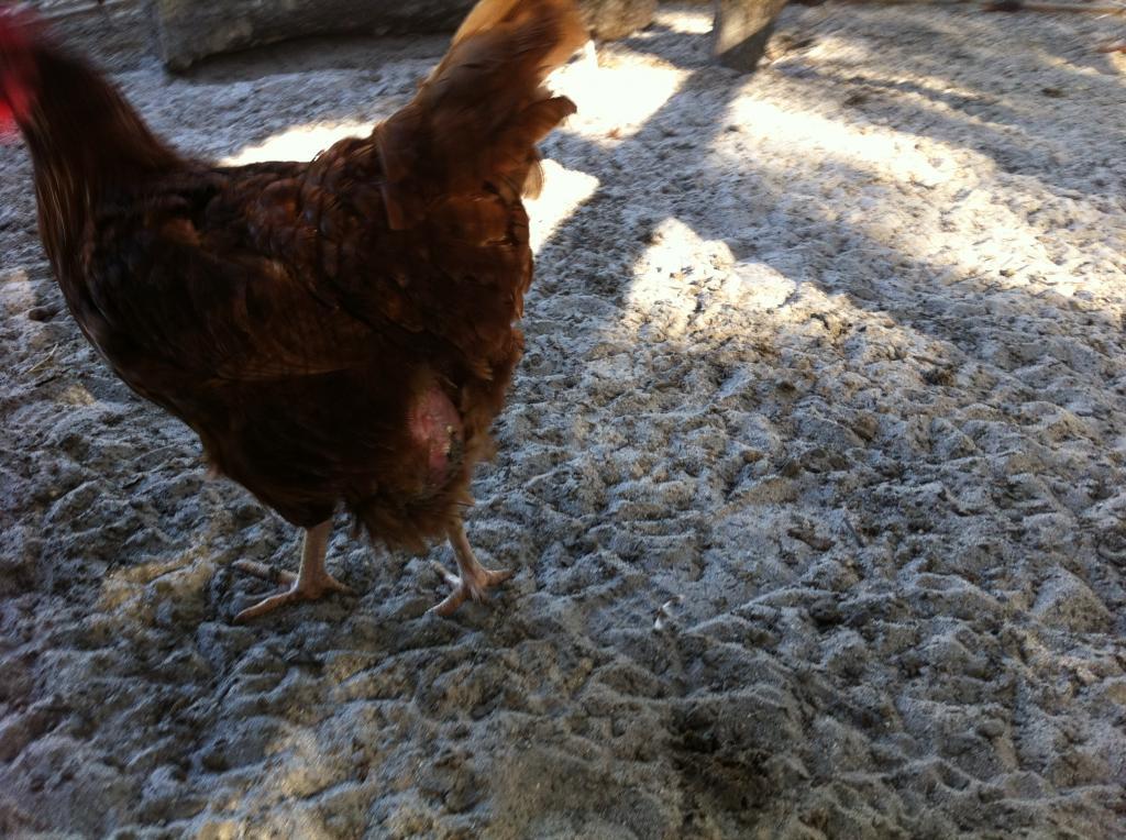 Few chickens losing weight but acting normal.