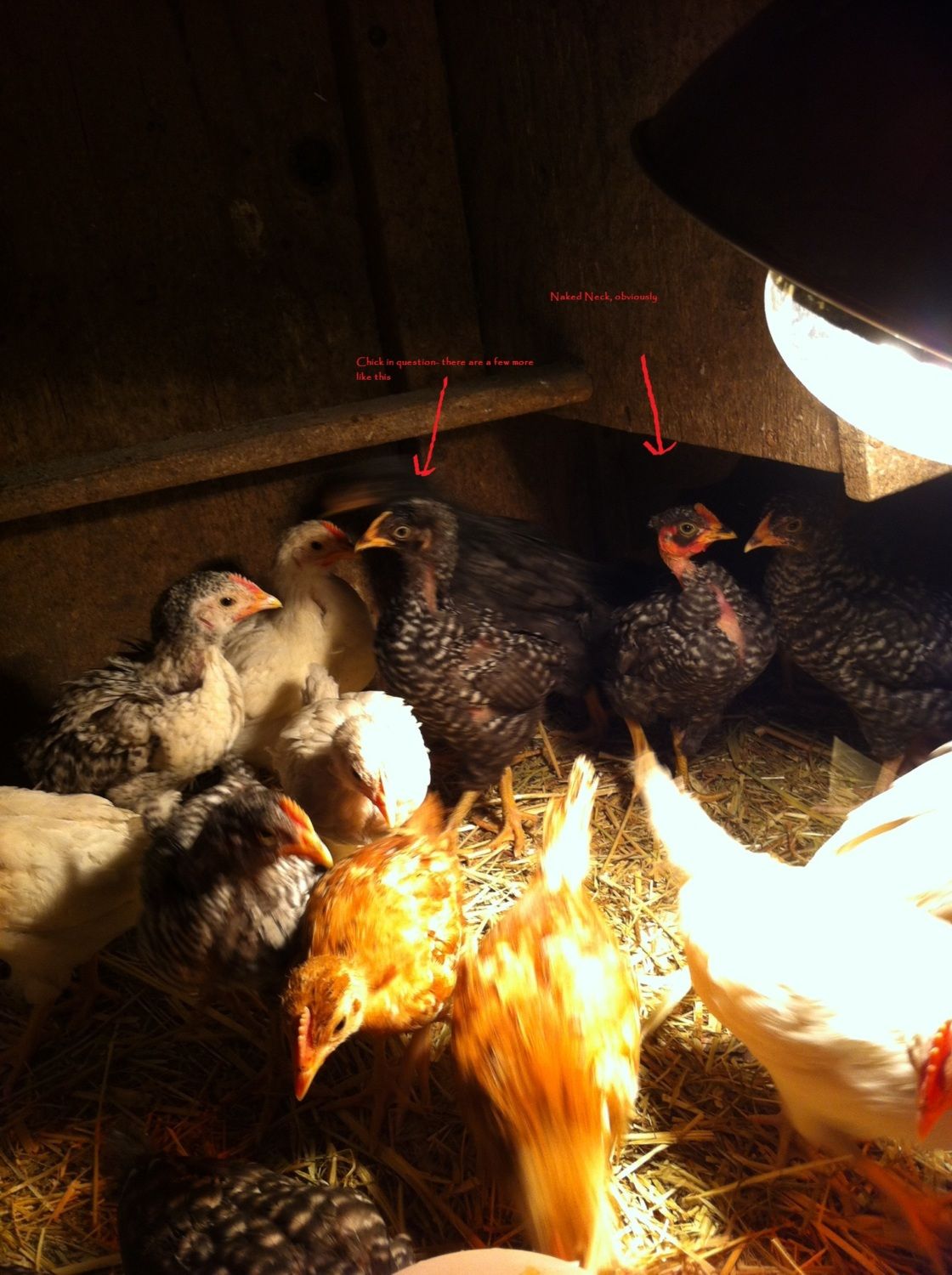 Naked Neck Crosses BackYard Chickens Learn How To Raise Chickens