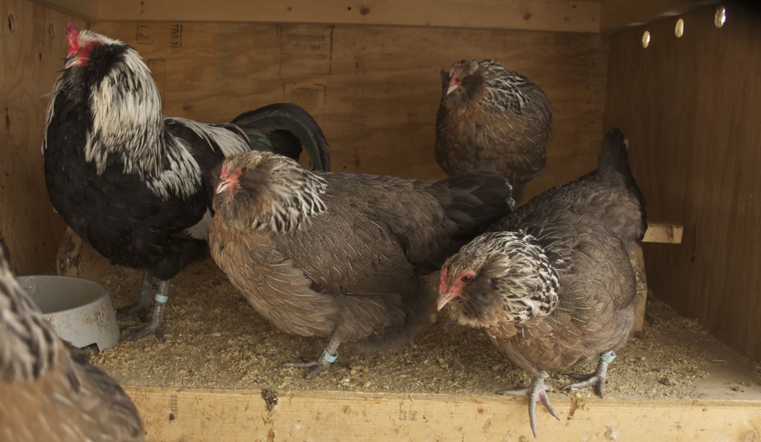 6 Silver Ameraucana Hatching Eggs Free Shipping