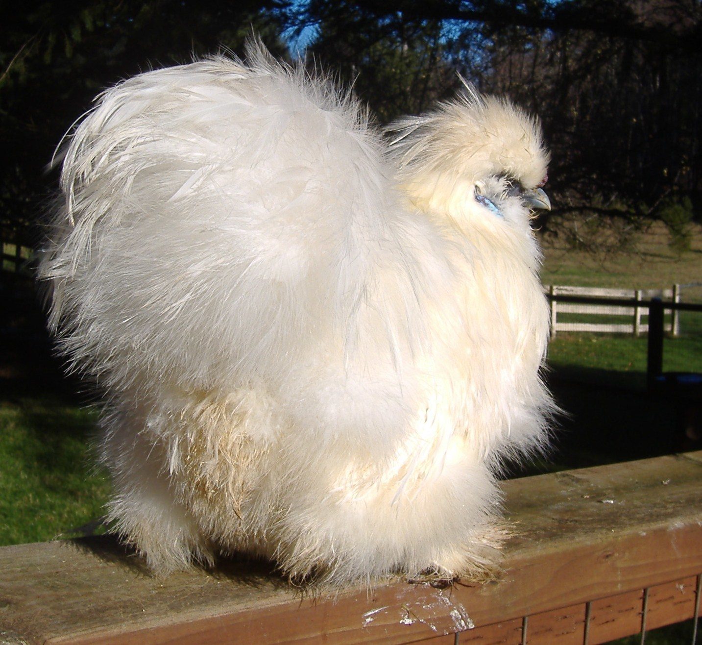 Young white Silkie pair for sale Catdance Silkies