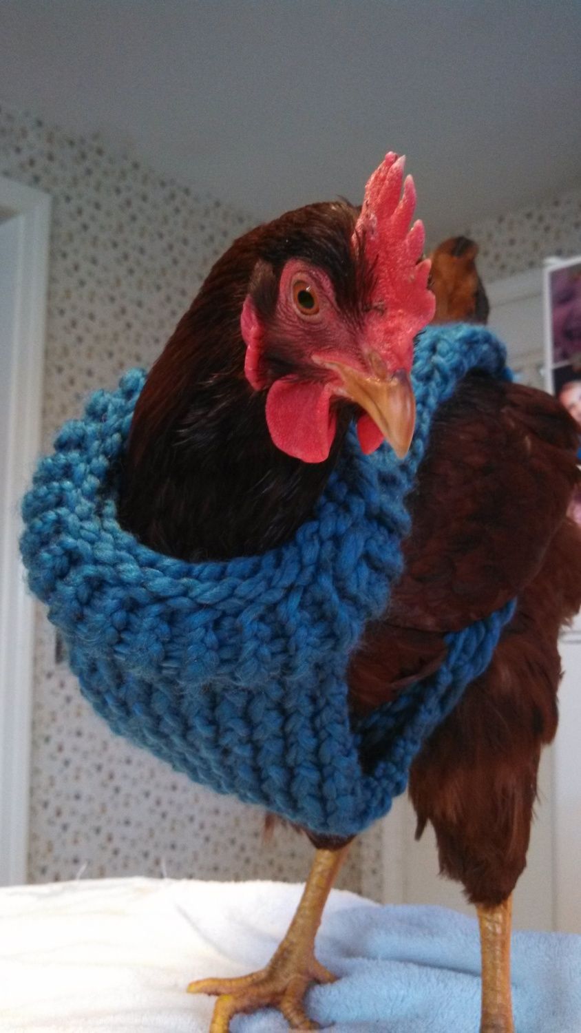 chicken sweaters. penny for your thoughts???