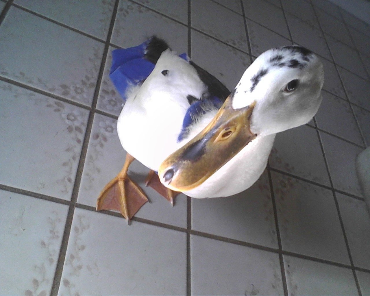 Raising indoor ducks? - Page 2