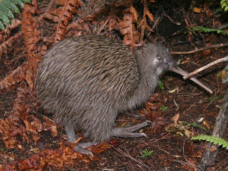 File source: http://commons.wikimedia.org/wiki/File:Tokoeka.jpg