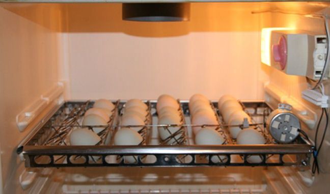 How to make a chicken incubator pdf | incubator Chicken