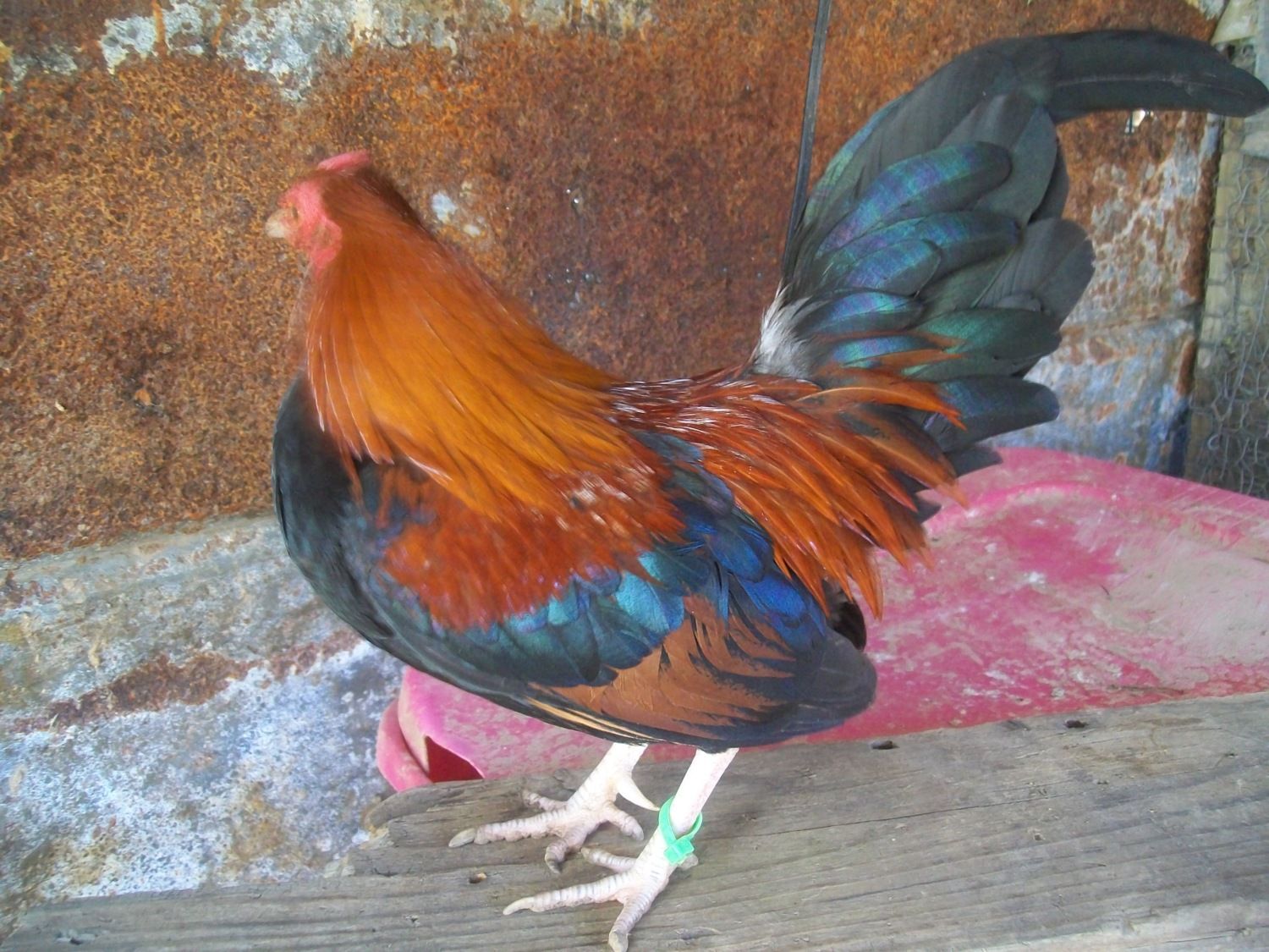 Is my black breasted red old english game bantam rooster show quality?