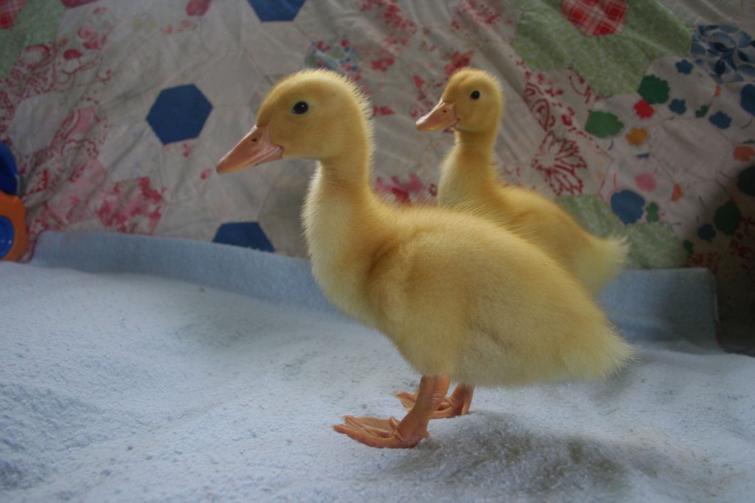 Post Your Pekin duck pics here - Page 6