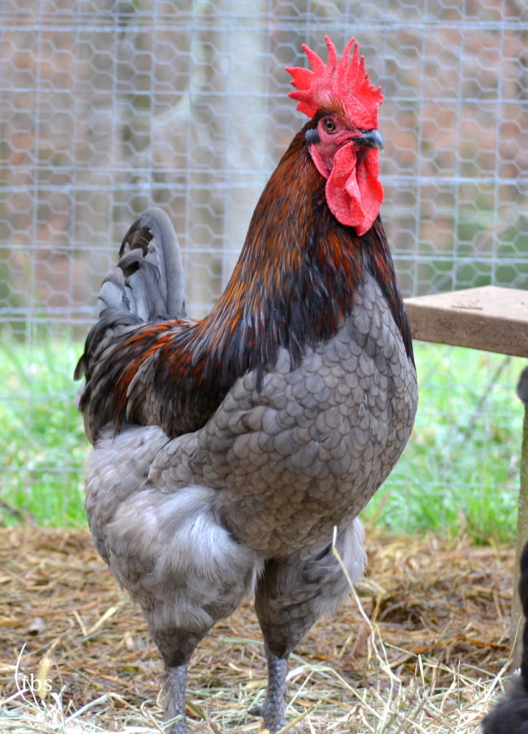 Production Blue Chicken breeds, Pet chickens, Chickens backyard