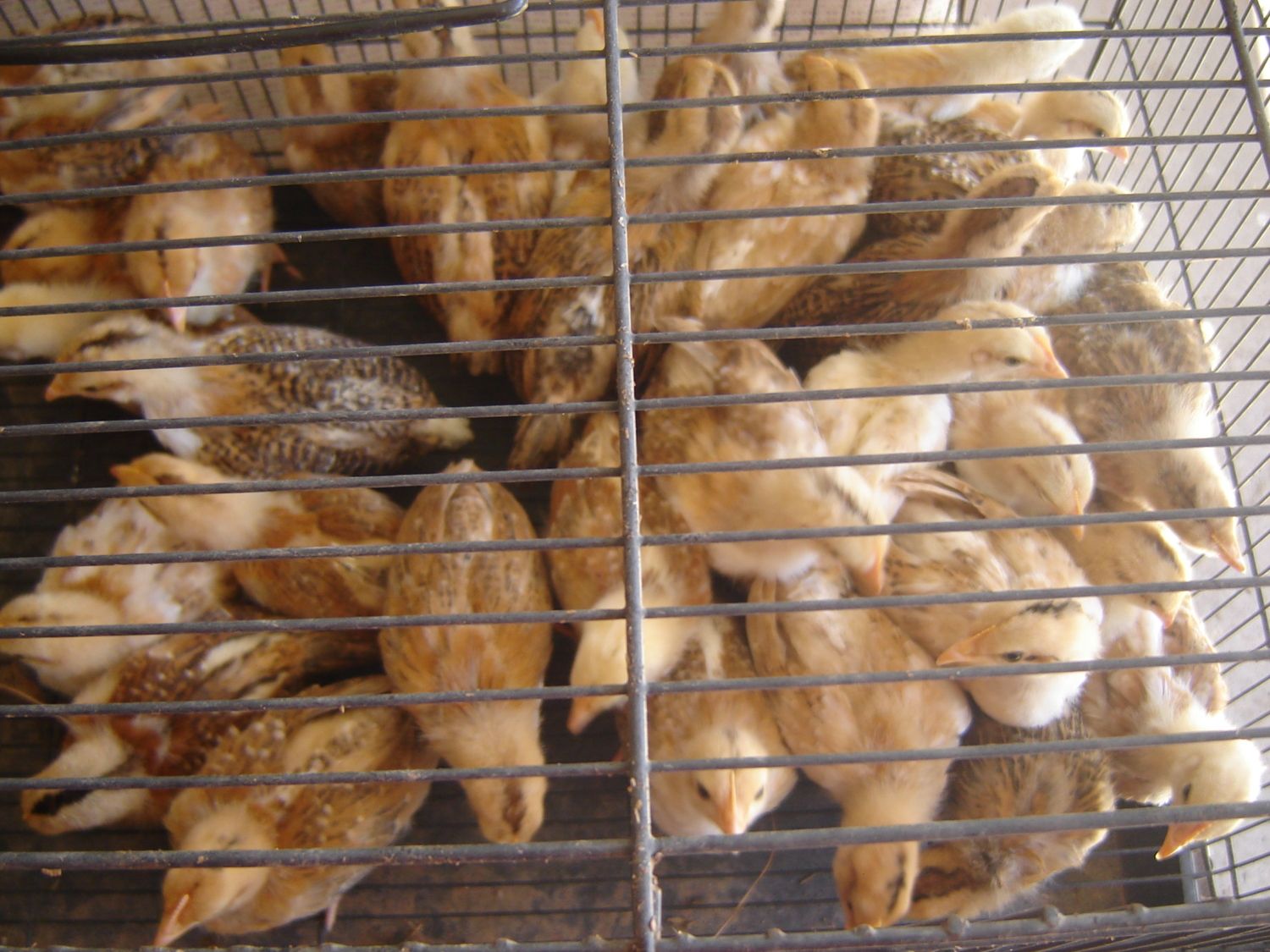 The Aloha Chicken Project - Page 118