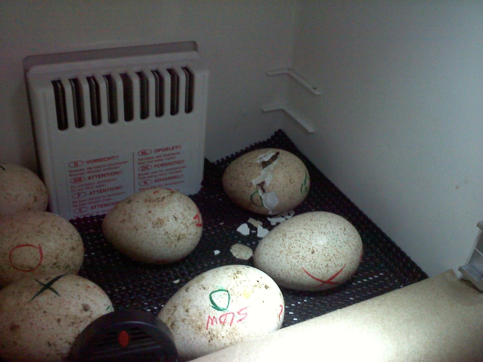 The Ultimate Guide To Hatching Turkey Eggs (6 Steps) - pv9iuyw