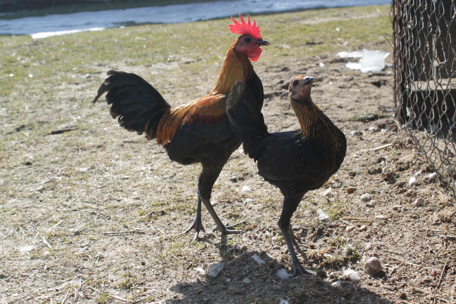 Modern game bantams... Page 25
