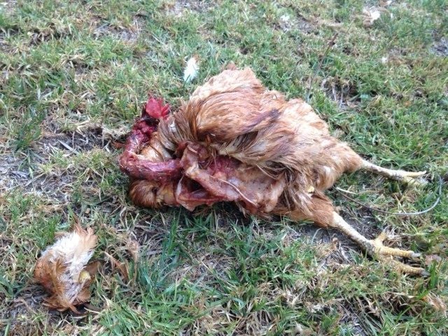lost anohter chicken! what killed this?- PIC ALERT