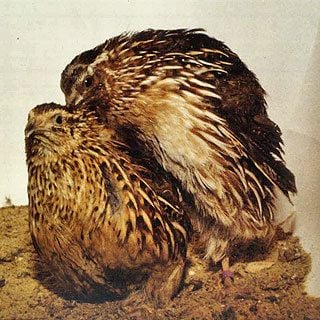 Questions about Determining Gender in Coturnix Quail
