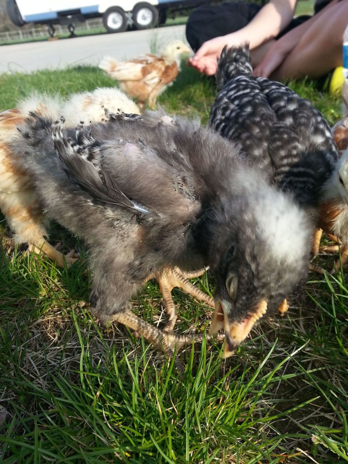 question about chick not growing feathers