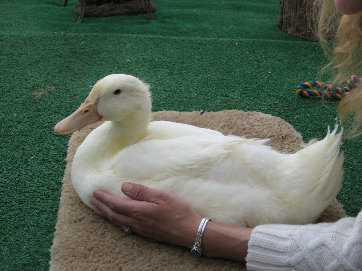 Pekin Duck Club! - Page 51
