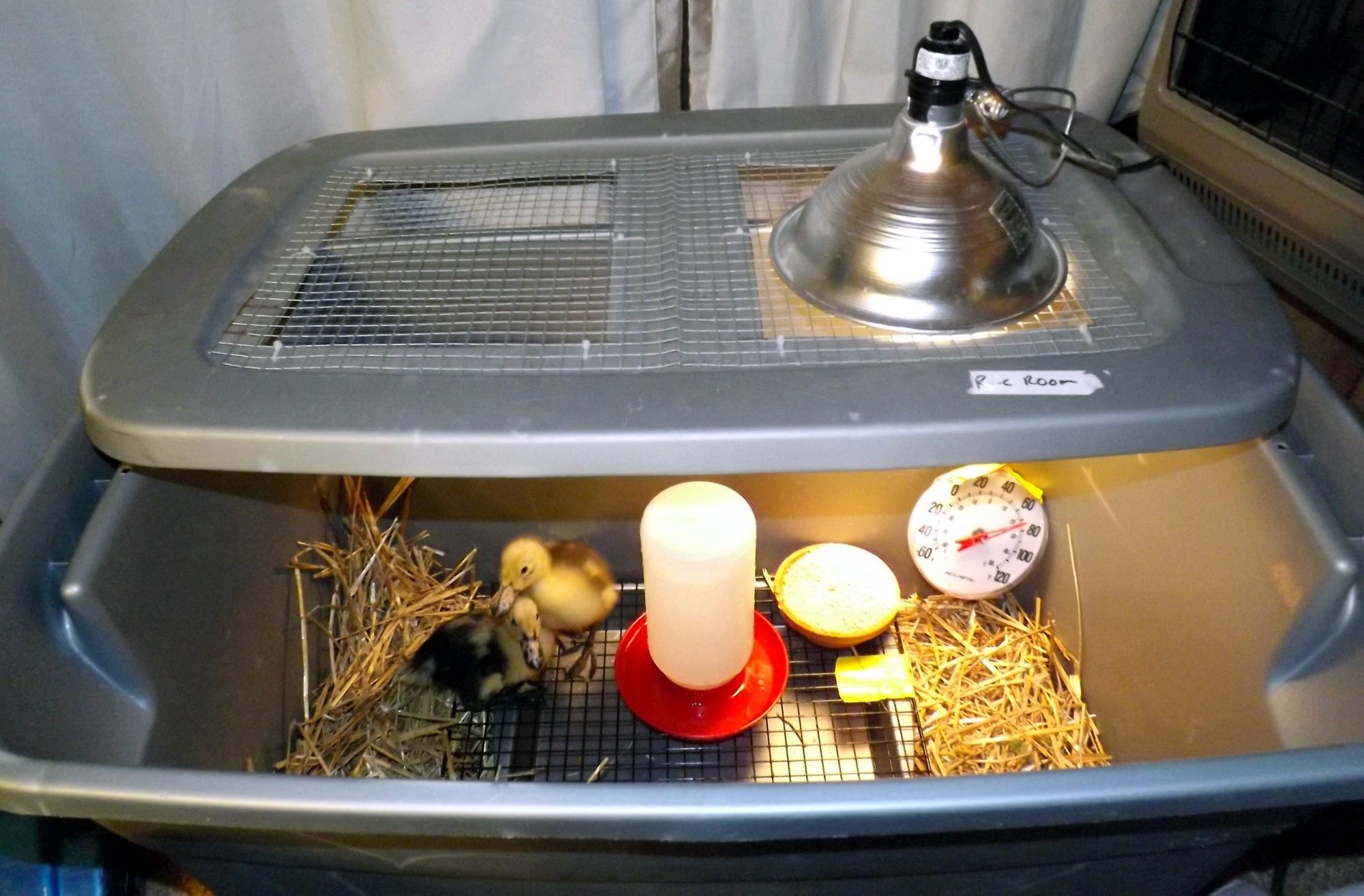 Hatching Eggs 101 - BackYard Chickens Community