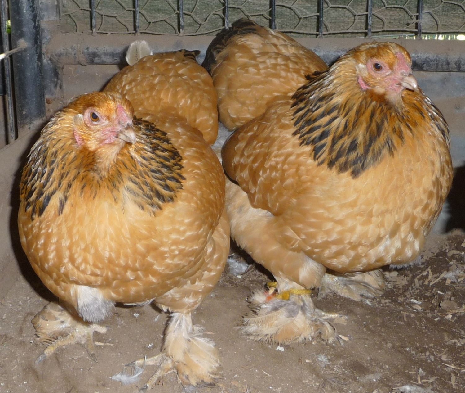 Bantam BLRW, Bantam buff Brahmas, GCM pullets and EE pullets. Northern