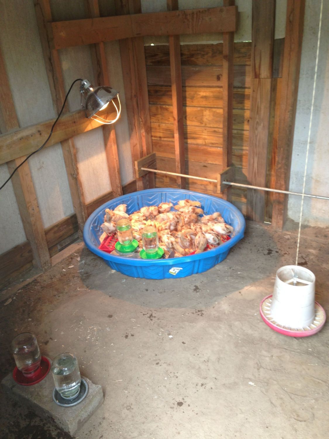 Need interior decorating ideas on new coop!! Please I'm New to 