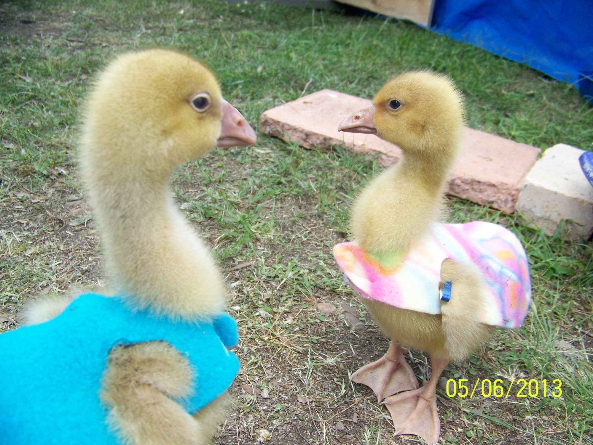 Canada Goose coats online 2016 - new baby geese - Page 5