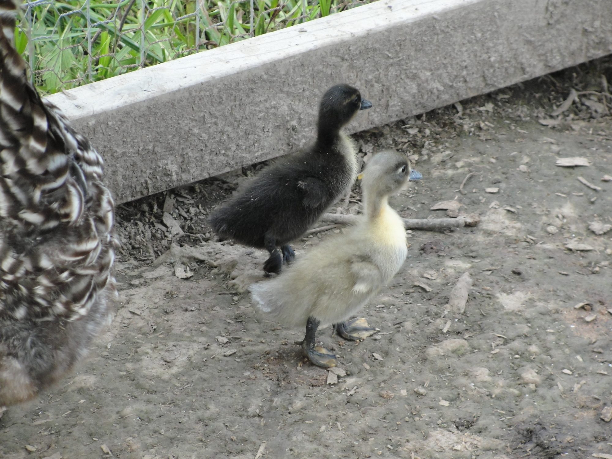 Hatching Ducklings