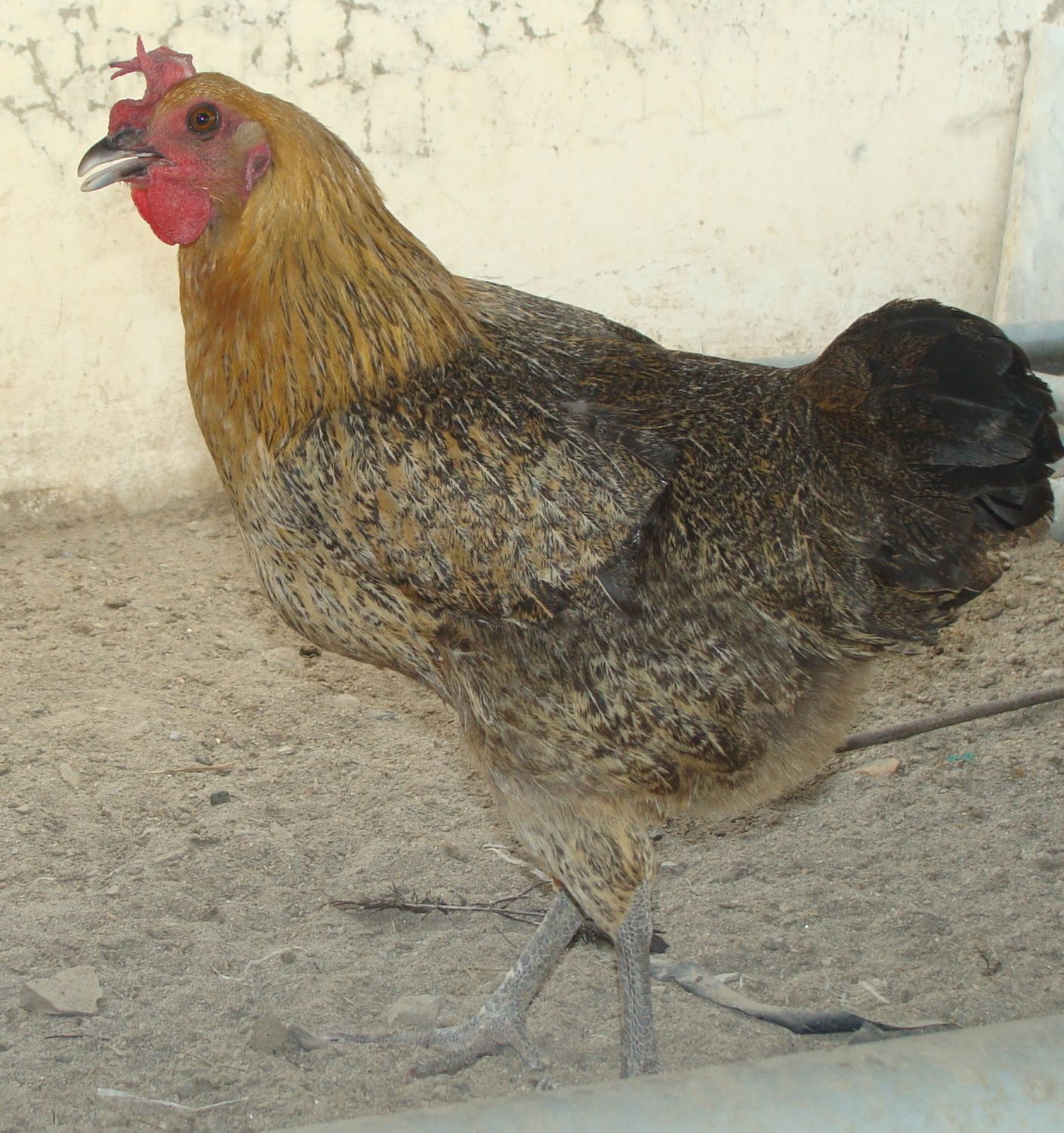 Want to Know my chicken breeds