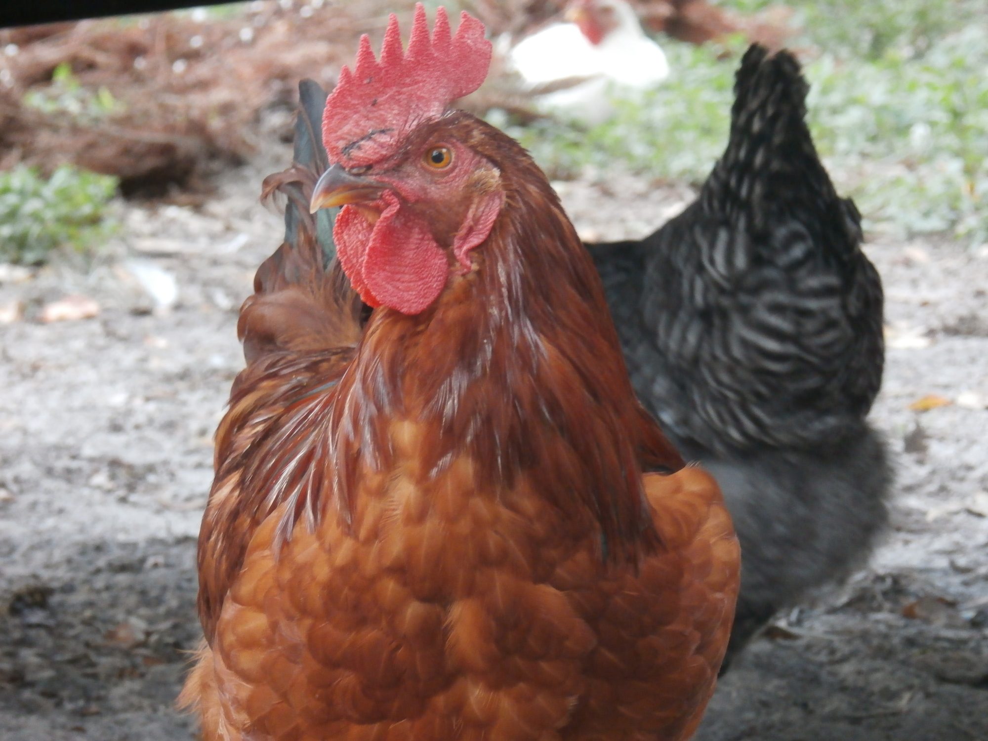 My Cool FLock - BackYard Chickens Community