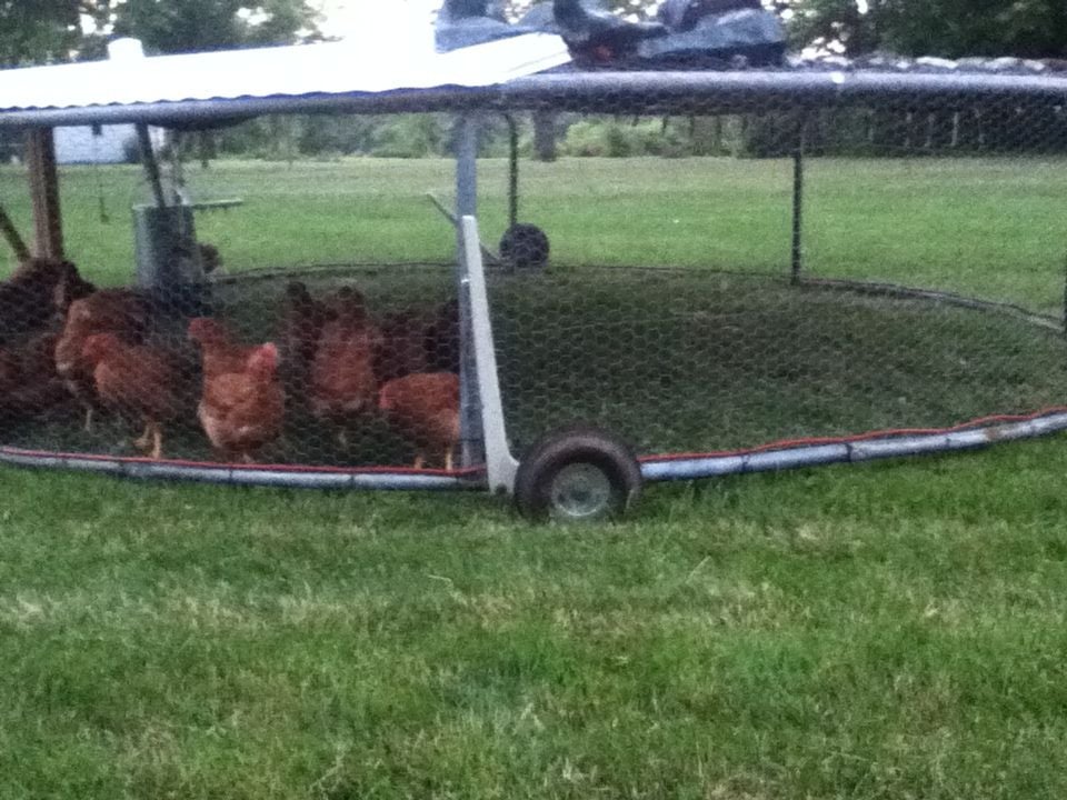 Re-purposed trampoline to a chicken tractor!