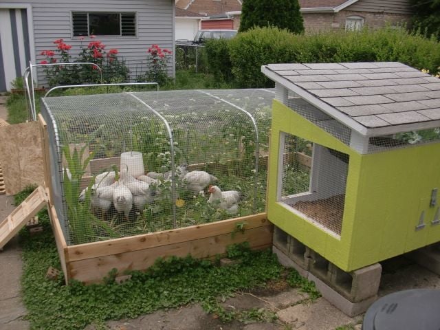 Coop attached to the run/raised garden bed with access door/chicken 