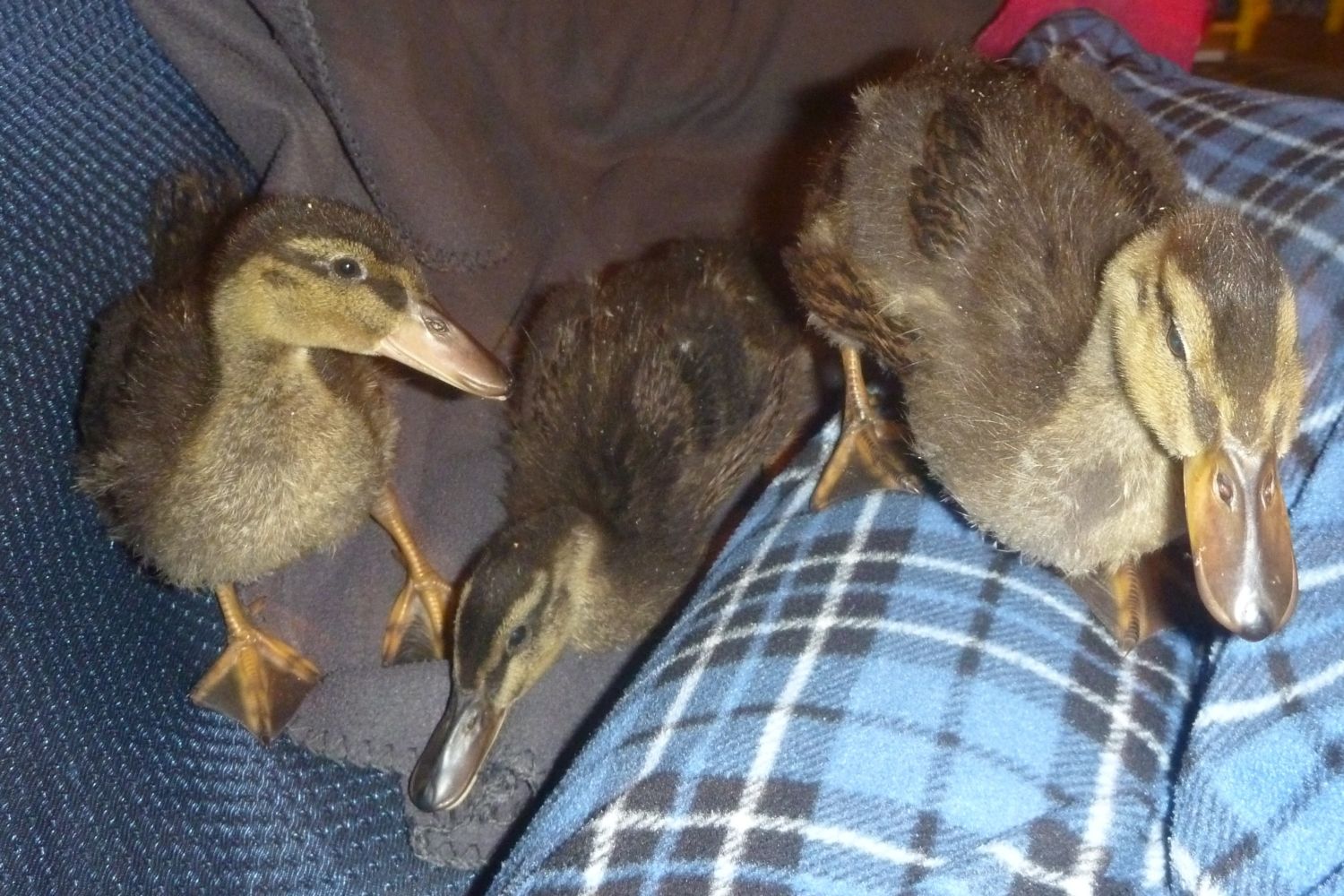 mallard ducklings