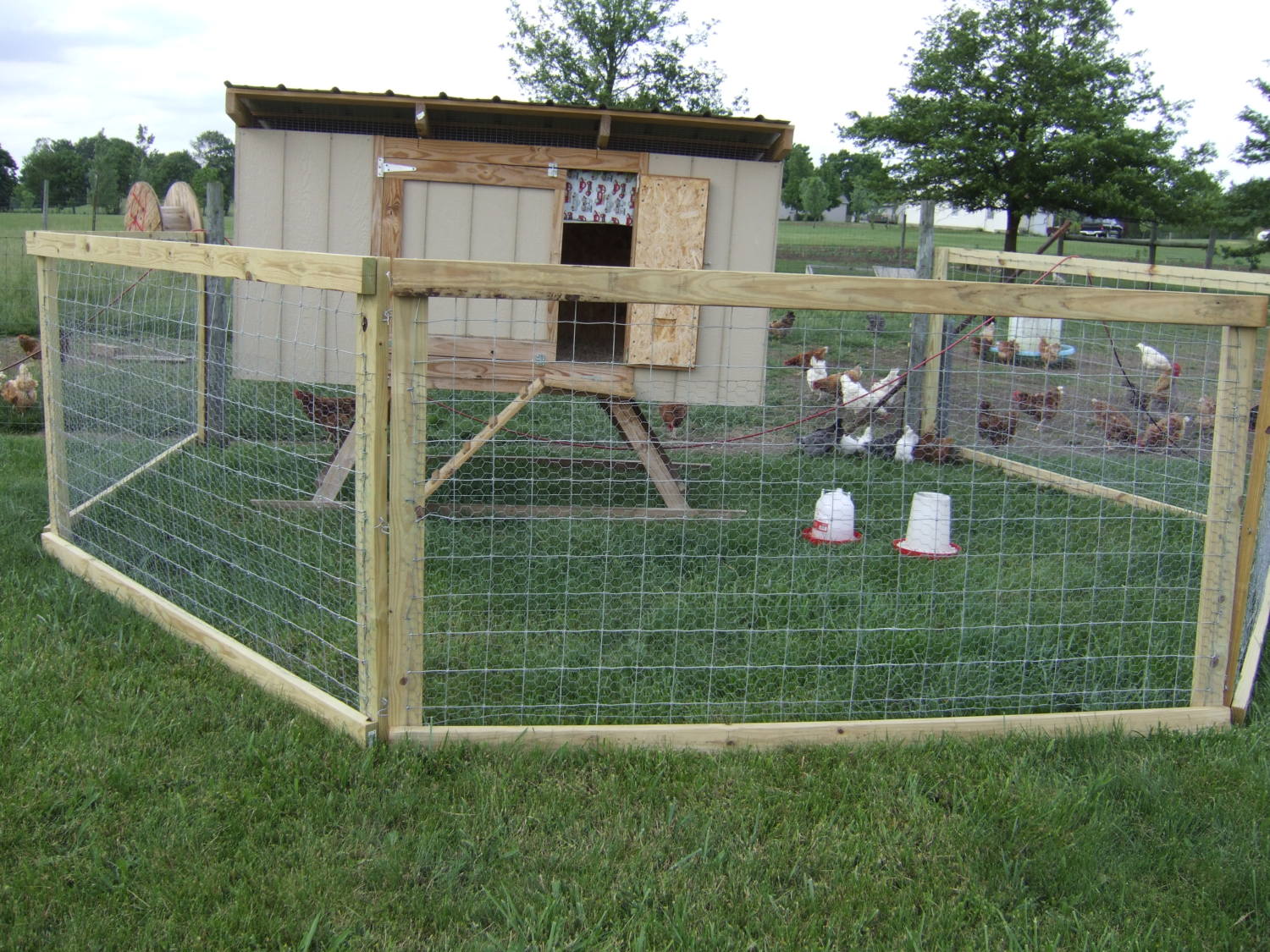 starting to let my chickens free range