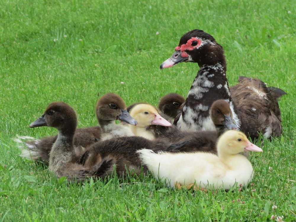 are these all muscovy ducklings?