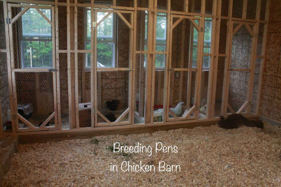 Les Farms - The Barn of all BARNS! - BackYard Chickens Community