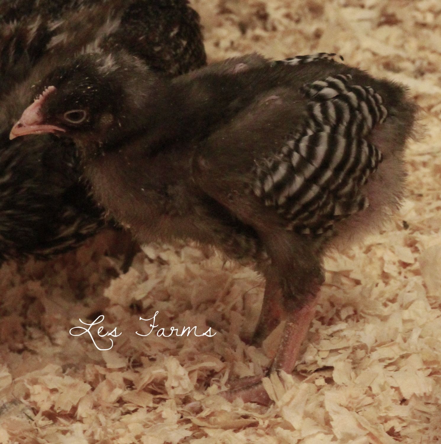... your eggs are girls, so I am happy about that :) One looks just like