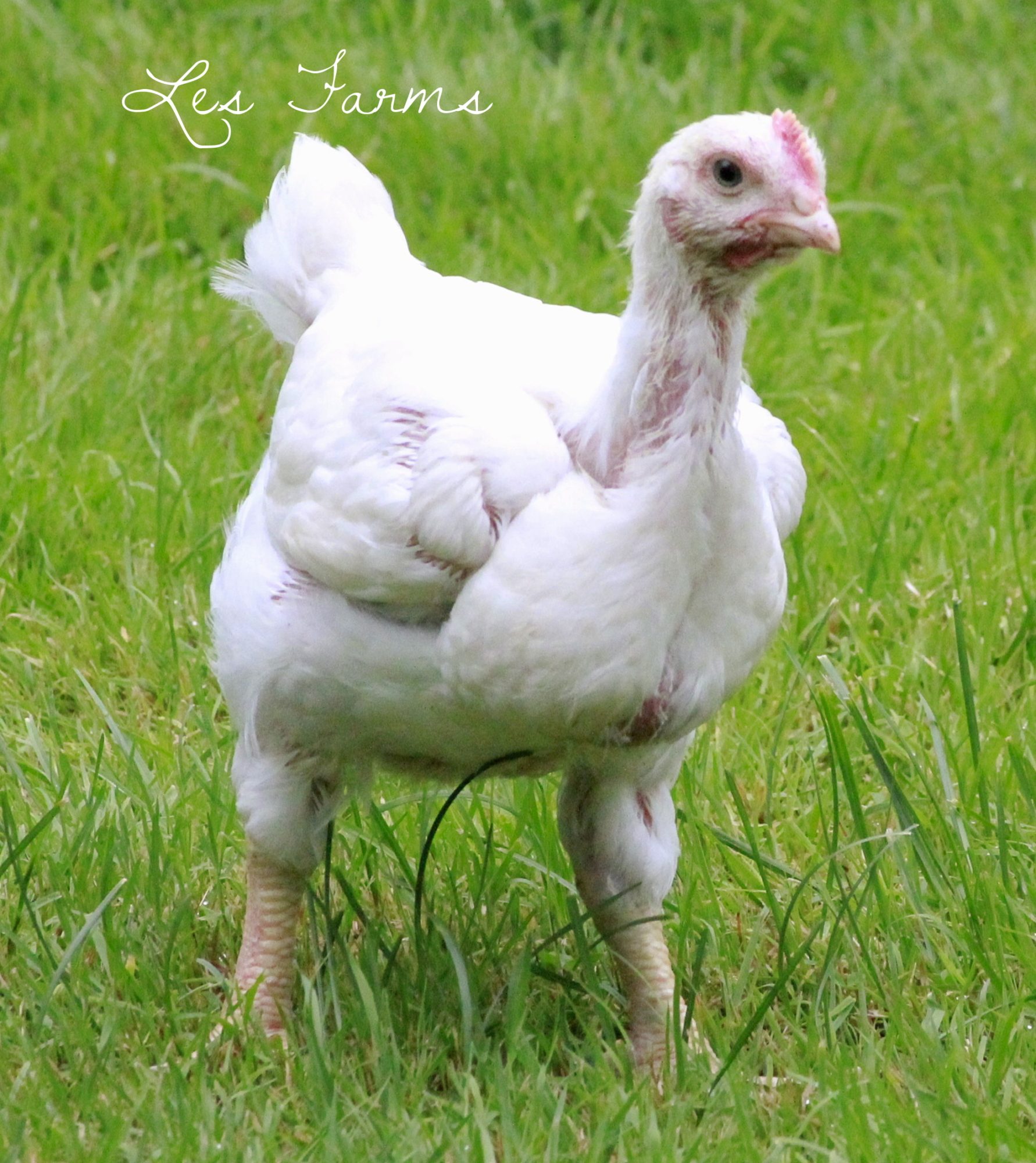 Raising Cornish X for Meat – The TRUTH - BackYard Chickens ...