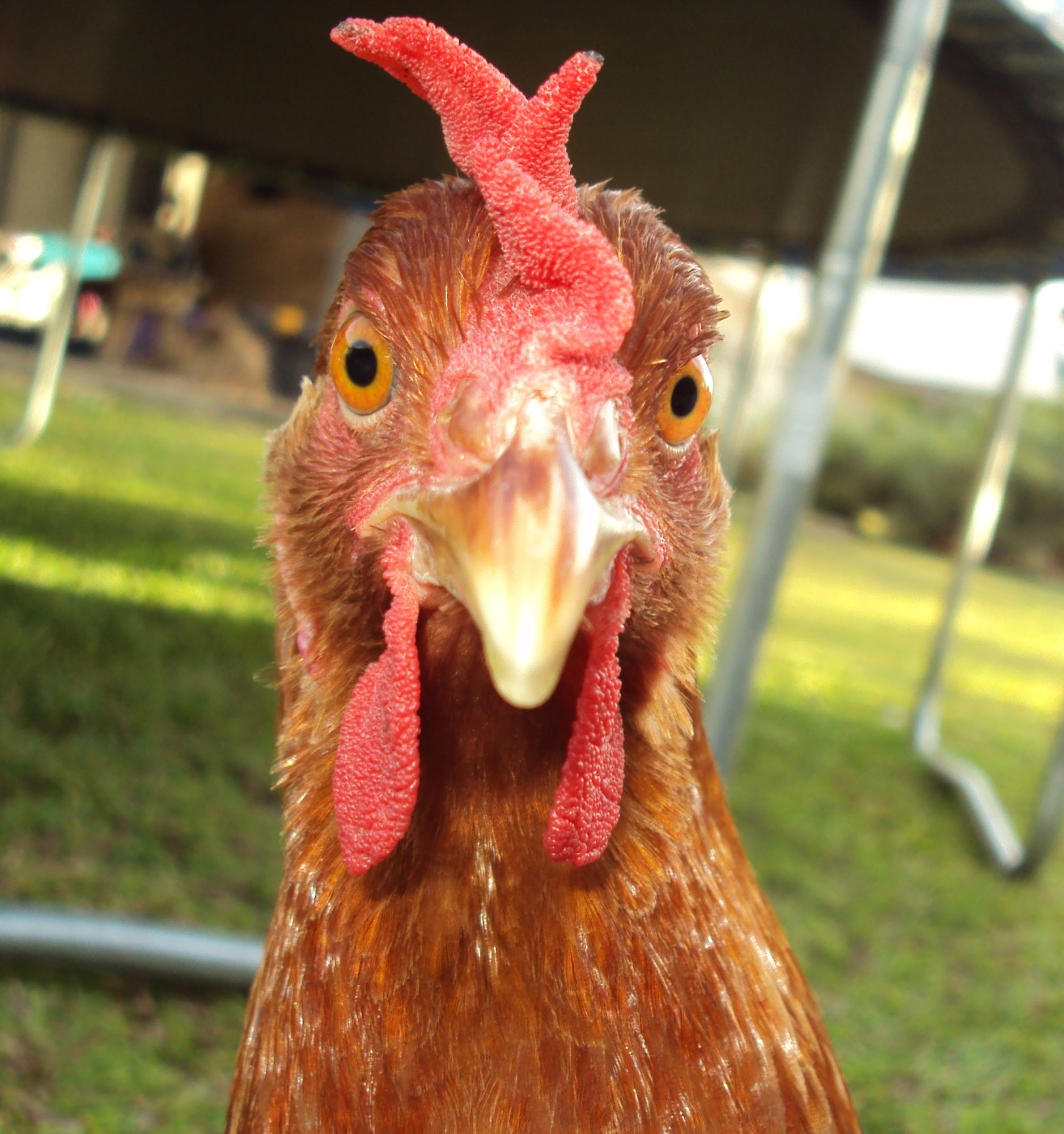 The Lowdown On Red Sex Links Backyard Chickens Community